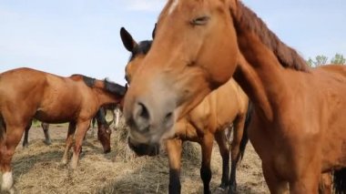 Atları çayır on bahar zaman saman yiyor