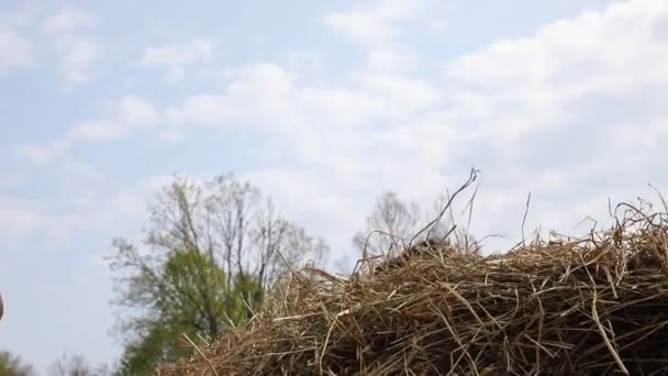Cheval mange le foin sur la prairie au printemps 