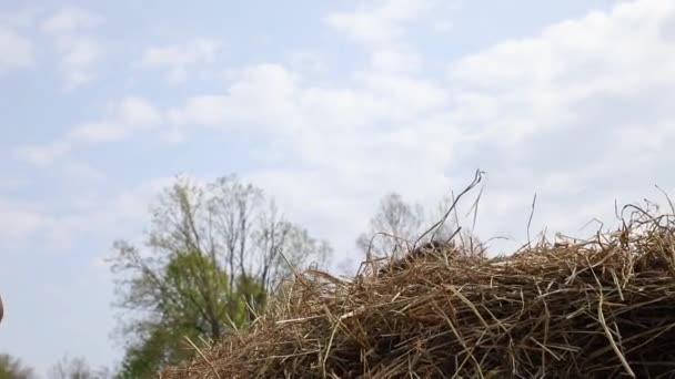 馬は春に牧草地に干し草を食べています — ストック動画