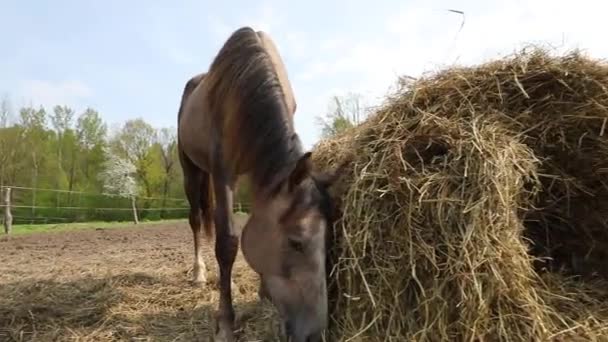 馬は春に草原の上に干し草を食べています — ストック動画