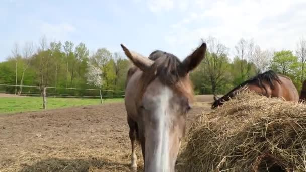 馬は春に草原の上に干し草を食べています — ストック動画