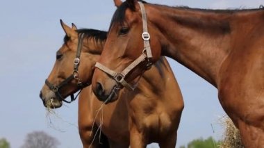 Atları çayır on bahar zaman saman yiyor