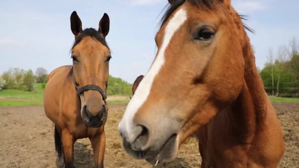 Horses Eating Hay Meadow Spring Time — Stock Video