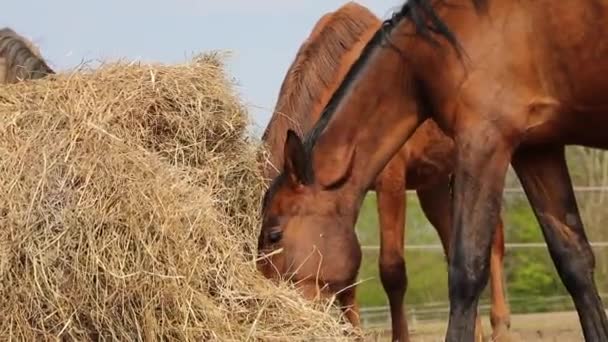 馬は春に草原の上に干し草を食べています — ストック動画