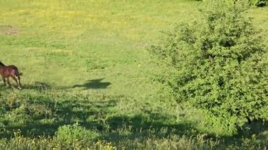 Yaz yeşil çayır üzerinde çalışan foals