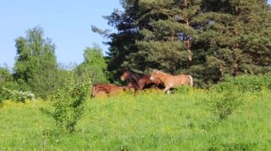 Yaz yeşil çayır üzerinde çalışan foals