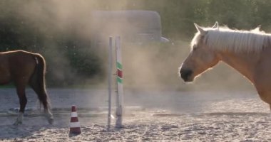 Şafak güneş ışığı içinde atlar sürüsü