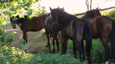 Şafak güneş ışığı içinde atlar sürüsü