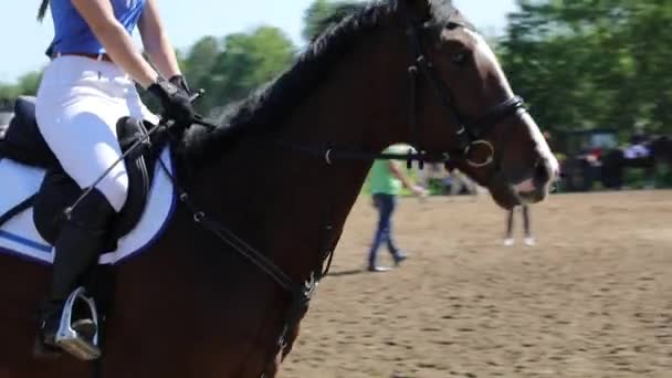 Cavaleiros Treinando Evento Equestre — Vídeo de Stock