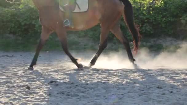 夕方には日光の訓練馬ライダー — ストック動画