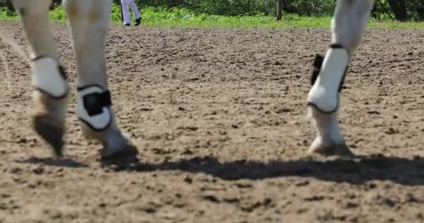Pelatihan Penunggang Kuda Pandangan Kaki Kuda — Stok Video