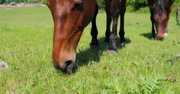 Cavalo Está Comendo Grama Fresca Prado Verde Perto — Vídeo de Stock