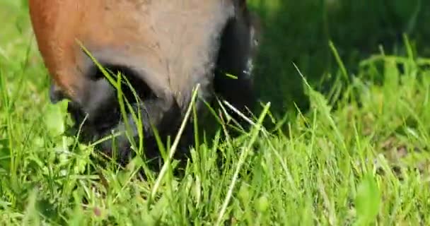 緑の牧草地に新鮮な草を食べている馬 クローズ アップ — ストック動画