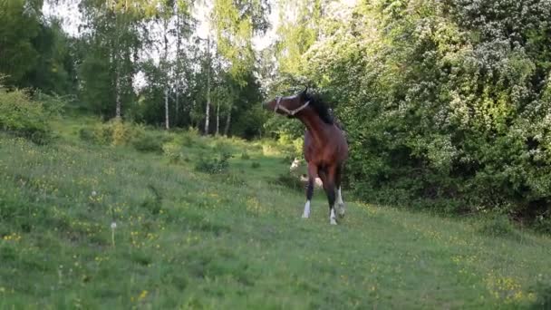 Стадо Коней Зеленому Лузі Ввечері — стокове відео