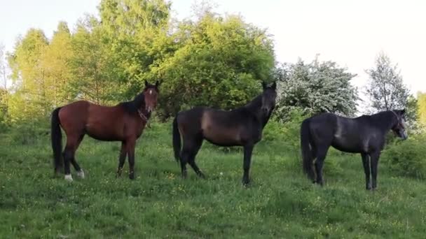 Besättning Hästar Den Gröna Ängen Kväll — Stockvideo