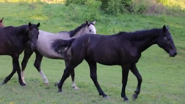 Troupeau de chevaux sur la prairie verte en soirée 