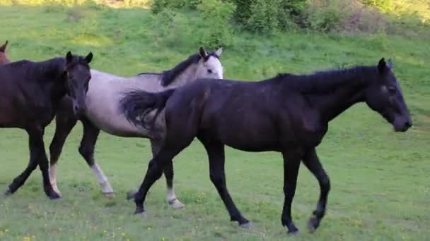 Troupeau Chevaux Sur Prairie Verte Soirée — Video