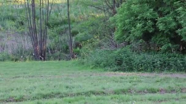 Herd Horses Green Meadow Evening — Stock Video