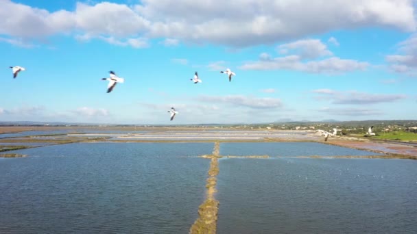 Flock Fåglar Över Sjön Mallorca Spanien Från Drönare — Stockvideo