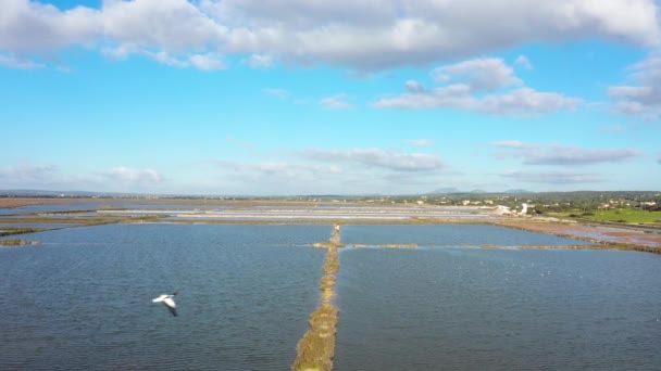 Rebanho Aves Sobre Lago Maiorca Espanha Vista Drone — Vídeo de Stock