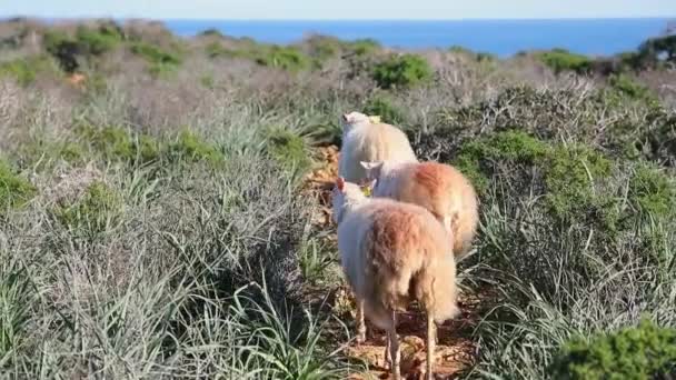 いくつかの羊はマヨルカ島の忙しい海岸で放牧されています — ストック動画