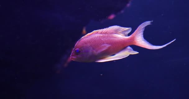 Underwater Sea Life Blue Water Fish — Stock Video