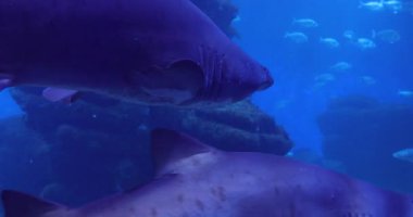 Derinlerdeki köpekbalığı.