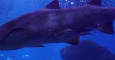 Derinlerdeki köpekbalığı.