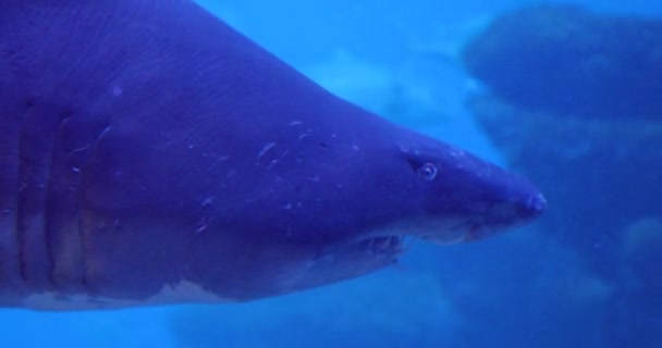 Акула Глубине Крупным Планом — стоковое видео