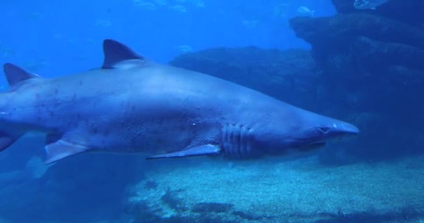 深海のサメが接近中 — ストック動画