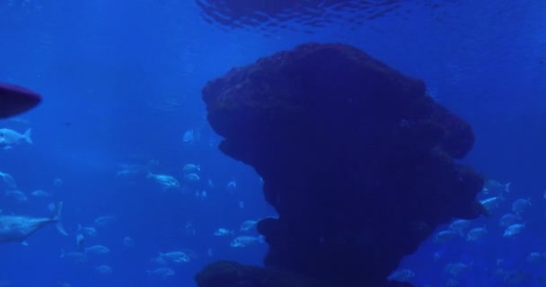 Der Hai Der Tiefe Aus Nächster Nähe — Stockvideo