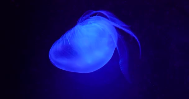 蓝光照射下的深海水母特写 — 图库视频影像