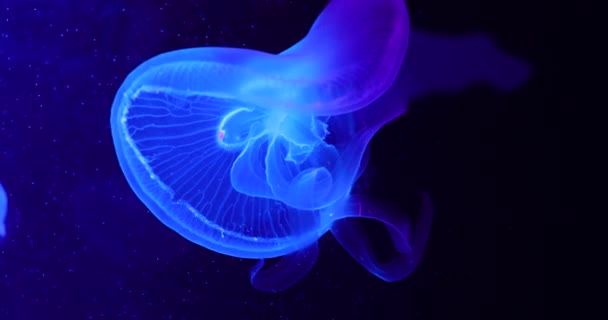 Close Jellyfish Depth Blue Light — Stock Video