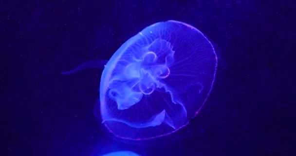 Medusas Primer Plano Profundidad Luz Azul — Vídeo de stock