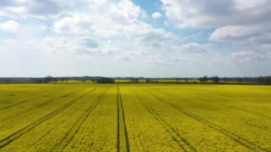 İlkbaharda kolza tohumu tarlası, insansız hava aracından görüş