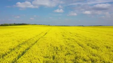 İlkbaharda kolza tohumu tarlası, insansız hava aracından görüş