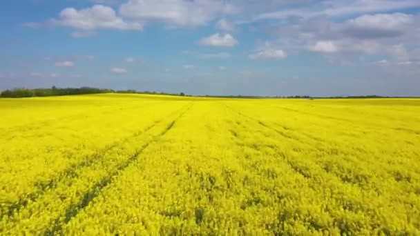 Rapeseed Field Springtime View Drone — Stock Video