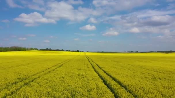 Pole Rzepaku Wiosną Widok Drona — Wideo stockowe