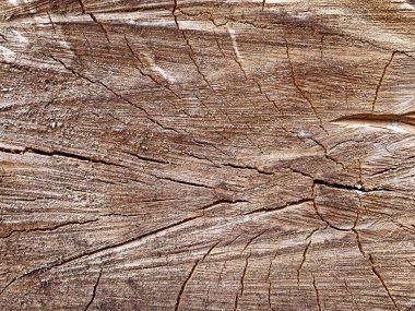 Tahta dokuyu çatlaklarla kapatın. Bir kütüğün üst görünümü