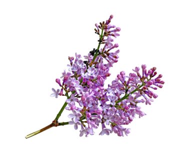 Beyaz arkaplanda yalıtılmış mor leylak