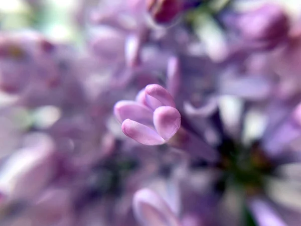 Абстрактно Покрасневший Фон Лиловыми Пурпурными Цветками Мягкие Бумажники Фона — стоковое фото
