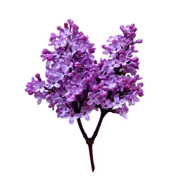Изолированный Фиолетовый Сирень Белом Фоне — стоковое фото