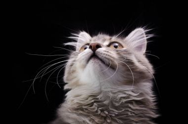 Siyah arka plan üzerine ararken yavru kedi