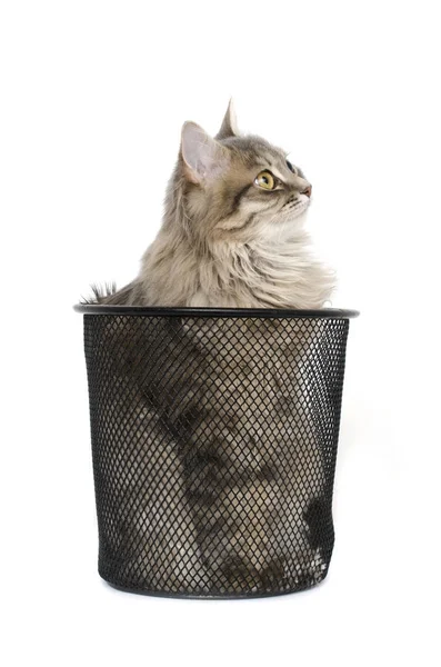 Gato en basura negra contenedor de residuos de acero — Foto de Stock