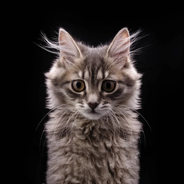 Серый пушистый котенок впереди на черном фоне — стоковое фото