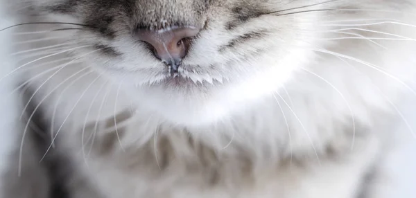 Focinho gato no leite, nariz e bigodes, bigode leite — Fotografia de Stock