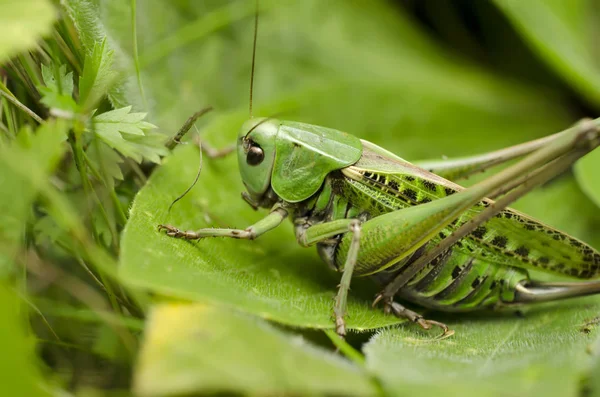 Grasshopper in the grass close-up — Stock Photo, Image