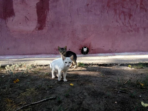 Three homeless kittens near their shelter — Stock Photo, Image