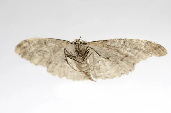 Dried, dead butterfly, macro shot — Stock Photo, Image