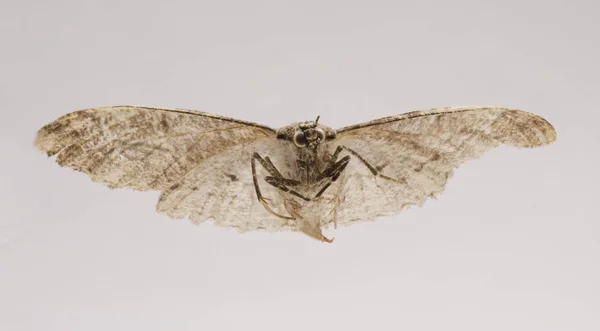 Сушеная, мертвая бабочка, макро выстрел — стоковое фото
